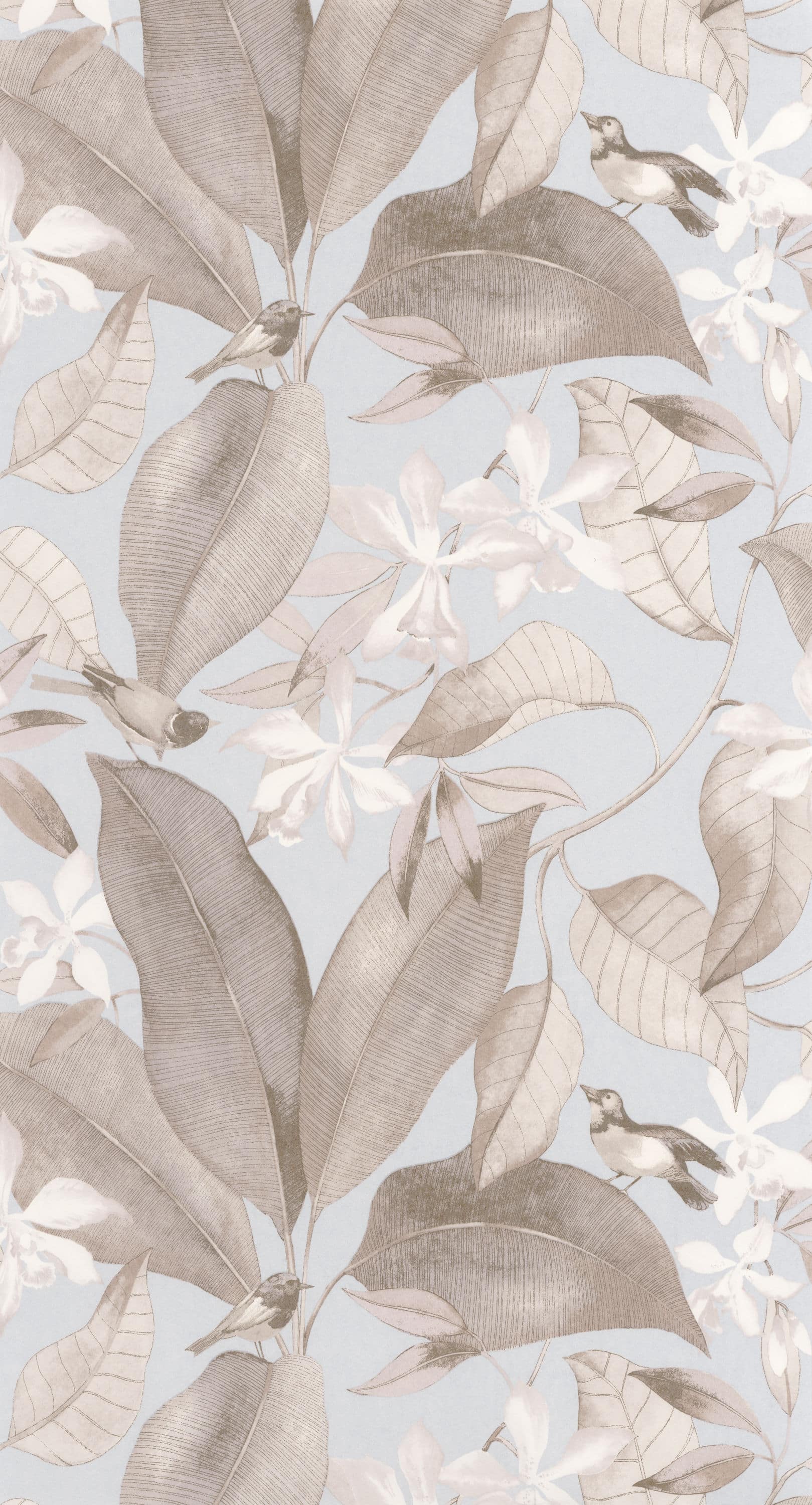 DELICACY BIRDSONG BLEU / TAUPE